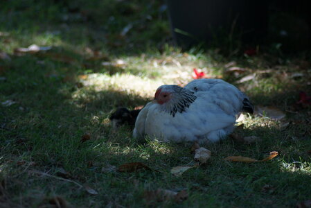 Piou Piou, DSC06109