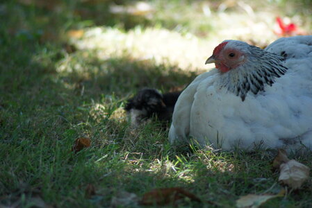 Piou Piou, DSC06110