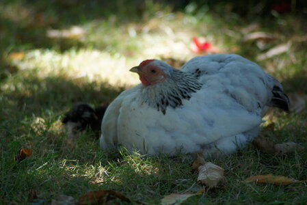 Piou Piou, DSC06111