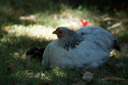 Piou Piou, DSC06112