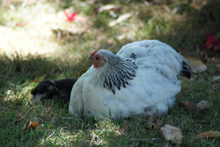 Piou Piou, DSC06114