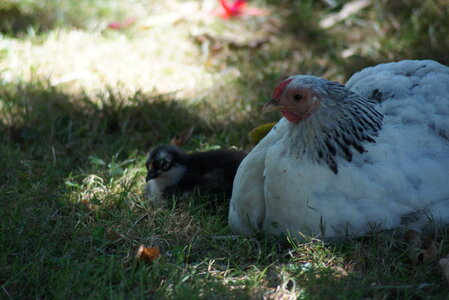 Piou Piou, DSC06115