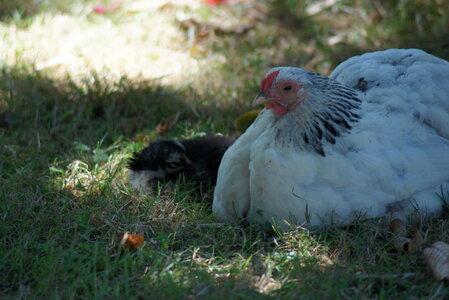 Piou Piou, DSC06116
