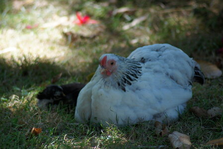 Piou Piou, DSC06117