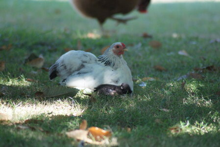 Piou Piou, DSC06118