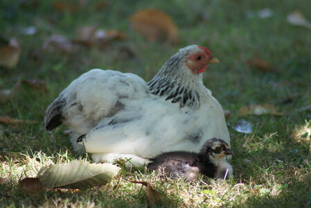 Piou Piou, DSC06119