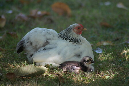 Piou Piou, DSC06120