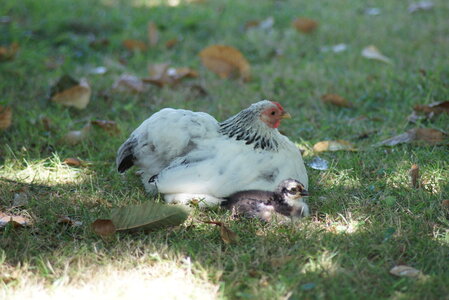 Piou Piou, DSC06121