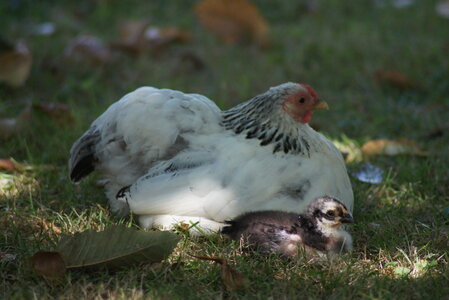 Piou Piou, DSC06122