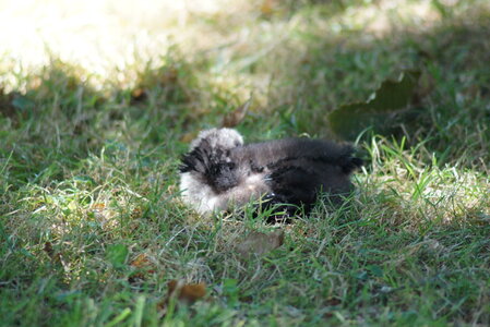 Piou Piou, DSC06124