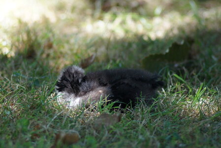 Piou Piou, DSC06125