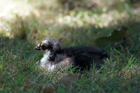 Piou Piou, DSC06126