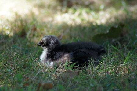Piou Piou, DSC06127