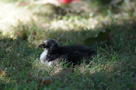 Piou Piou, DSC06128