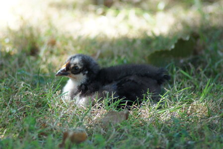 Piou Piou, DSC06129