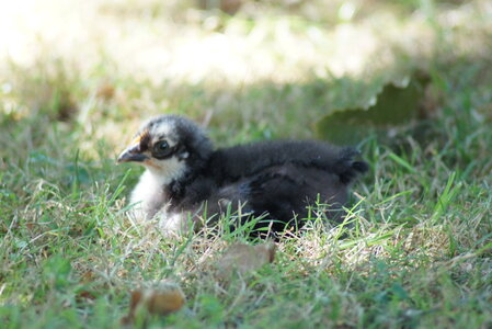 Piou Piou, DSC06130
