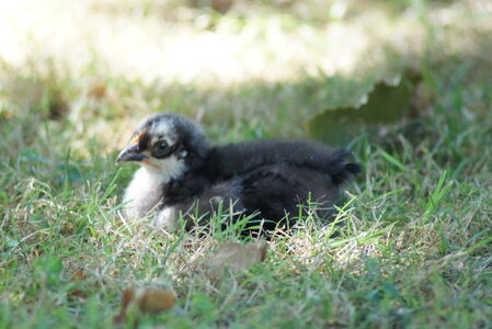 Piou Piou, DSC06131
