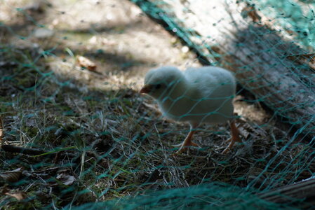 Piou Piou, DSC06132