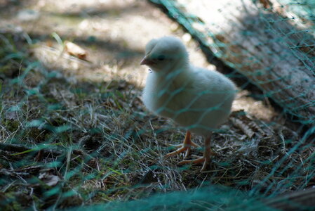 Piou Piou, DSC06133