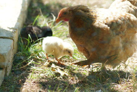 Piou Piou, DSC06135