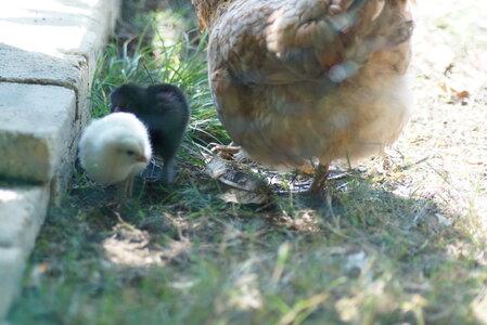 Piou Piou, DSC06136