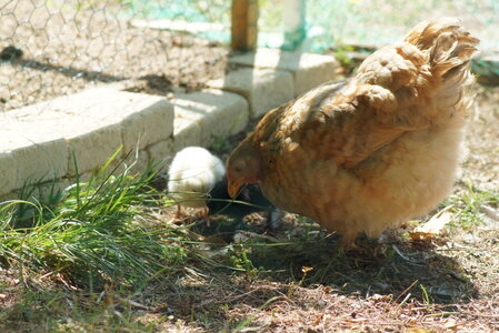 Piou Piou, DSC06137