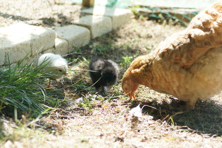 Piou Piou, DSC06138