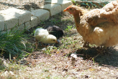 Piou Piou, DSC06139