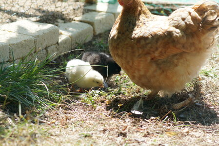 Piou Piou, DSC06140
