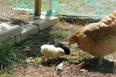 Piou Piou, DSC06141
