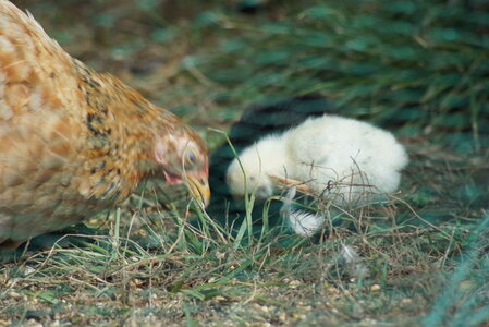 Piou Piou, DSC06142