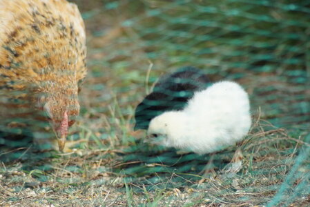 Piou Piou, DSC06143