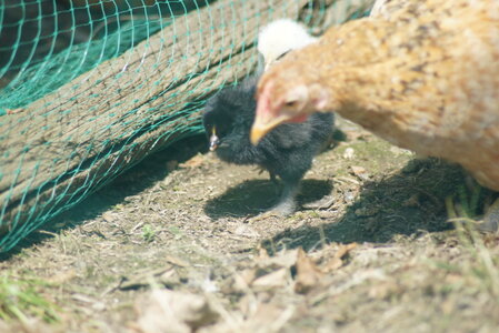 Piou Piou, DSC06145