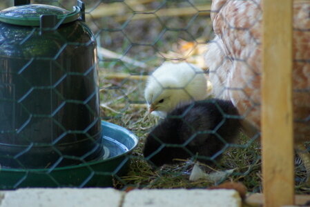 Piou Piou, DSC06146