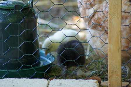 Piou Piou, DSC06147