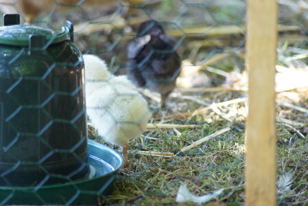 Piou Piou, DSC06148