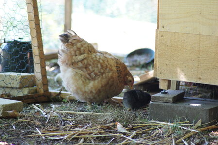 Piou Piou, DSC06149