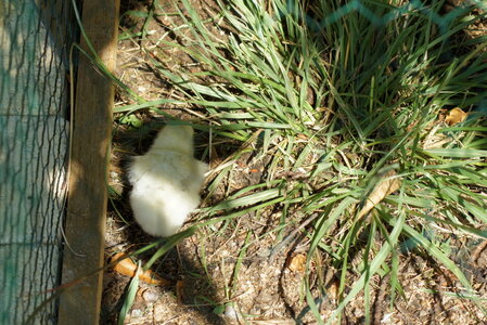 Piou Piou, DSC06150