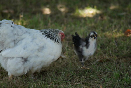 Piou Piou, DSC06151