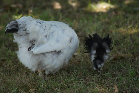 Piou Piou, DSC06152