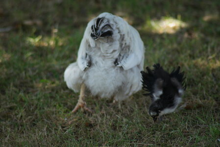 Piou Piou, DSC06153
