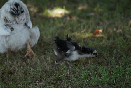 Piou Piou, DSC06154