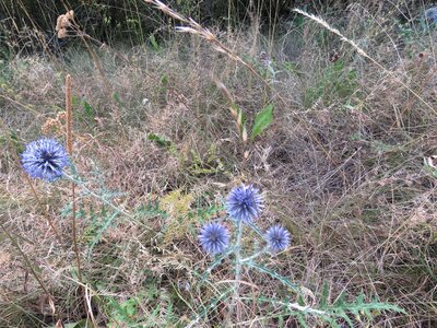 Col de Faye Les Arnauds en boucle, IMG_0422