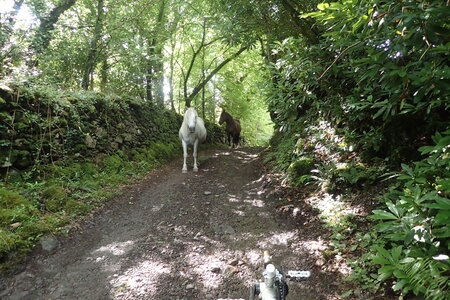 Rando Irlande 2023, 2023-07-18_0097
