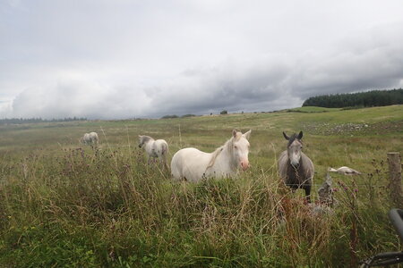 Rando Irlande 2023, 2023-07-28_0246