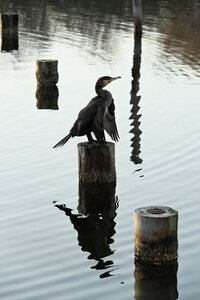 Réserve ornithologique du Teich, Grand Cormoran (Phalacrocorax carbo)