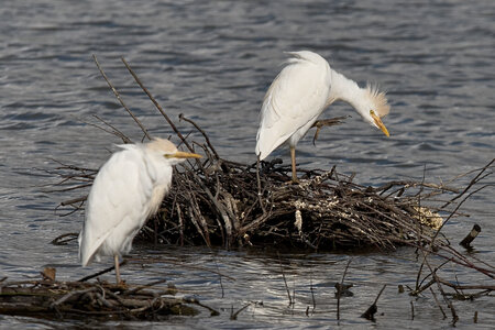 Réserve ornithologique du Teich, Héron garde-boeuf (Bubulcus ibis)