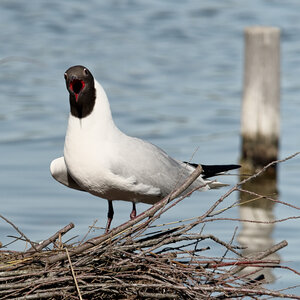 Réserve ornithologique du Teich, Mouette rieuse (Chroicocephalus ridibundus)