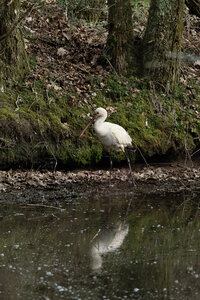 Réserve ornithologique du Teich, Spatule blanche (Platalea leucorodia)