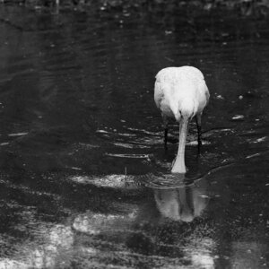 Réserve ornithologique du Teich, Spatule blanche (Platalea leucorodia)